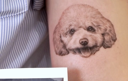 Poodle by Mike.silverant